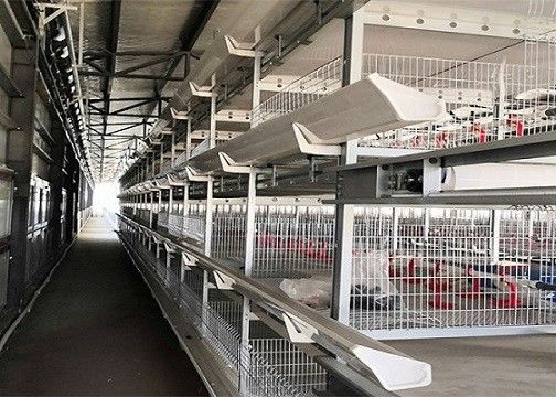 OEM / ODM स्टील स्ट्रक्चर फार्म पोल्ट्री लेयर प्रीफैब्रिकेटेड चिकन हाउस