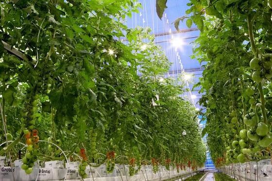 वेनलुओ दर्शनीय ग्लास ग्रीनहाउस - बड़े पैमाने पर सब्जी रोपण ग्रीनहाउस