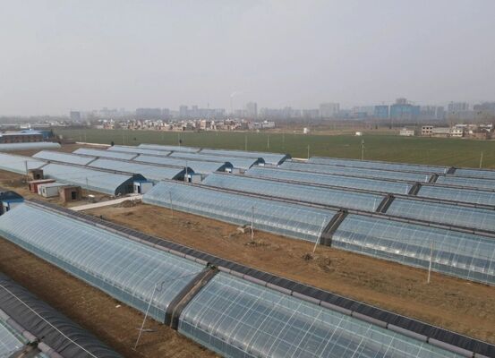 उच्च गुणवत्ता वाले फूलों की खेती के लिए एक निरंतर स्पैन पॉलीएथिलीन फिल्म ग्रीनहाउस