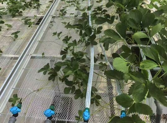 फल की खेती के लिए ग्रीनहाउस, बड़े वूनलूस दर्शनीय स्थलों के लिए ग्लास ग्रीनहाउस